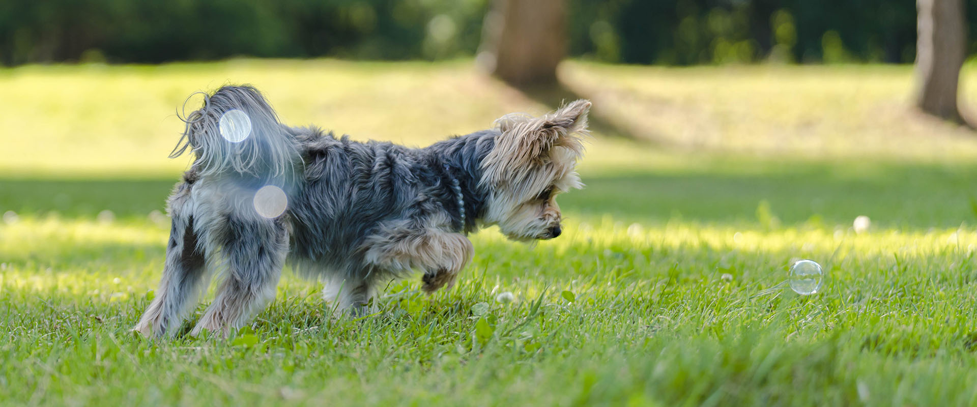 5 Best Dog Parks in Las Vegas for Tourists and Locals