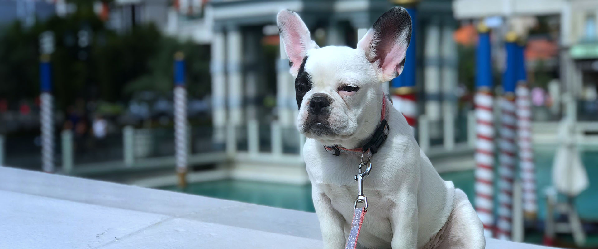 6 Best PetFriendly Hotels for Your Vegas Vacation