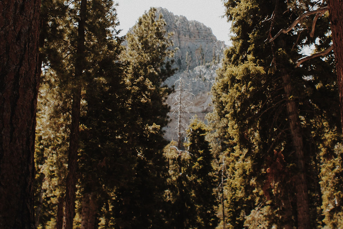 Mount Charleston trees